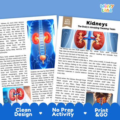 Teacher answer key page showing complete question solutions for Kidneys human body reading comprehension practice