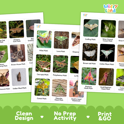 Kind of Moths Flashcards Printable Cards for Early Elementary