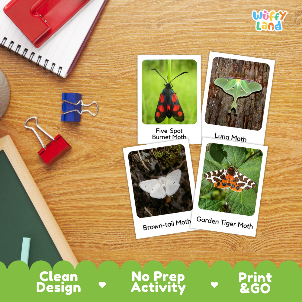 Kind of Moths Flashcards Printable Cards for Early Elementary