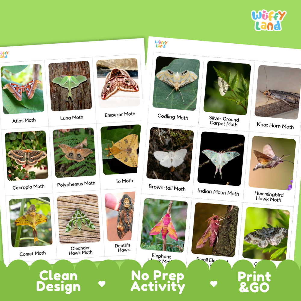Two printed activity cards showing various moth and butterfly photos with labels, set against a green background with the brand name 'Wiffy Land' and marketing text 'Clean Design', 'No Prep Activity', and 'Print & GO'.
