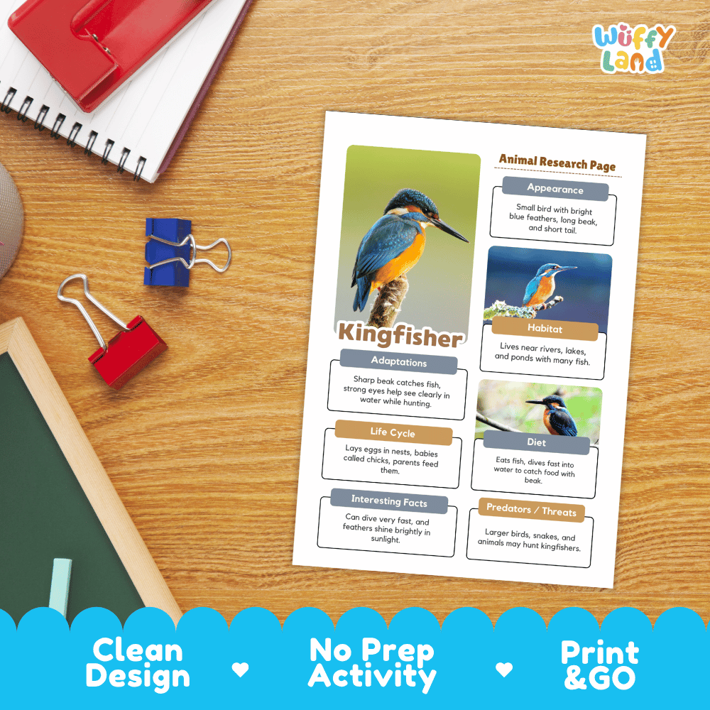 Kingfisher Animal Research Page Worksheets and Fact Sheet