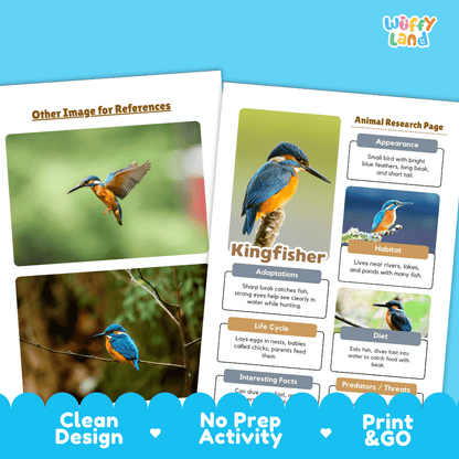 Kingfisher Animal Research Page Worksheets and Fact Sheet