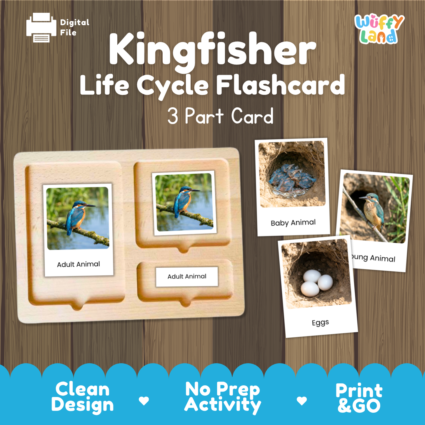 Kingfisher Life Cycle Flashcard set by Wiffy Land, featuring a wooden 3-part card tray with labeled sections for Adult Animal, Baby Animal, and Eggs, shown on a wood-plank background with digital file and product branding.