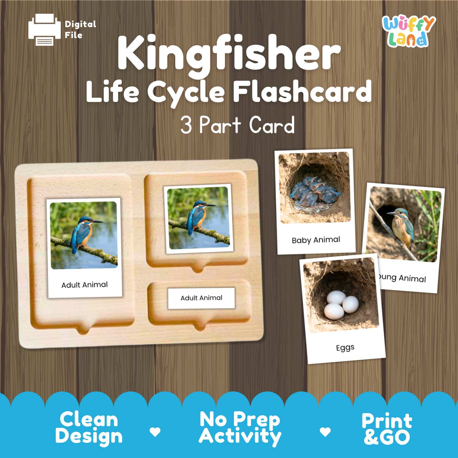 Kingfisher Life Cycle Flashcard set by Wiffy Land, featuring a wooden 3-part card tray with labeled sections for Adult Animal, Baby Animal, and Eggs, shown on a wood-plank background with digital file and product branding.