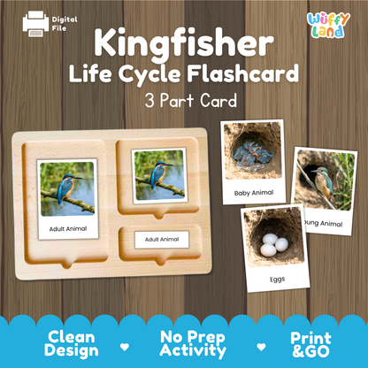 Kingfisher Life Cycle Flashcard set by Wiffy Land, featuring a wooden 3-part card tray with labeled sections for Adult Animal, Baby Animal, and Eggs, shown on a wood-plank background with digital file and product branding.