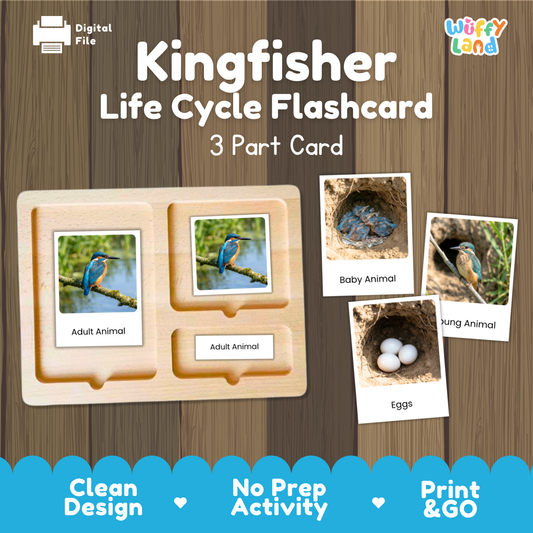 Kingfisher Life Cycle Flashcard set by Wiffy Land, featuring a wooden 3-part card tray with labeled sections for Adult Animal, Baby Animal, and Eggs, shown on a wood-plank background with digital file and product branding.