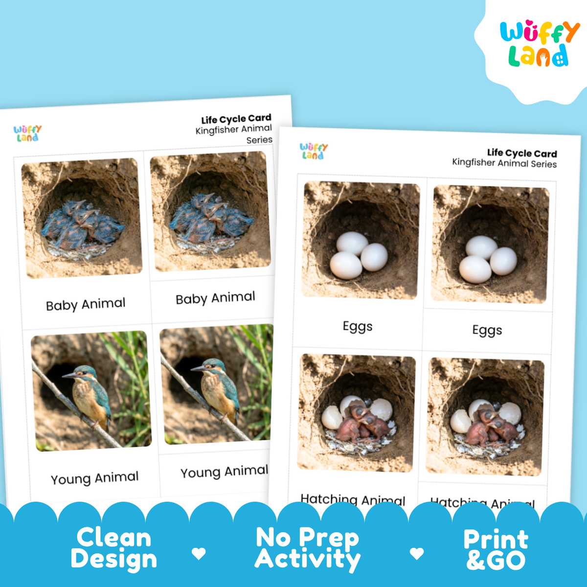 Two printed life cycle cards for kingfisher animals shown on a light blue background. The cards show labeled photos of eggs, hatching animals, and young animals in a nest, with the title 'Life Cycle Card Kingfisher Animal Series' and the Wuffly Land logo.