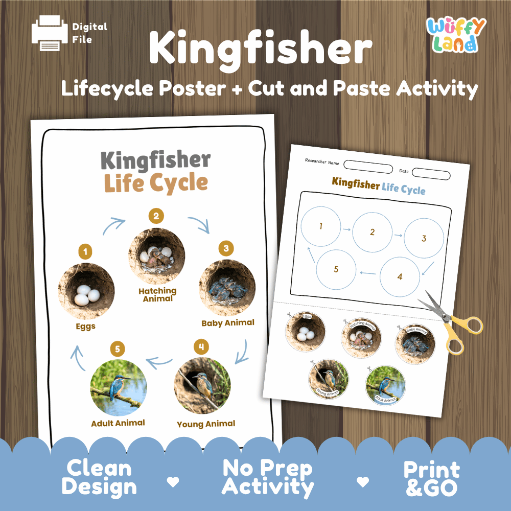 Kingfisher Life Cycle Poster and Cut and Paste Worksheet Activity