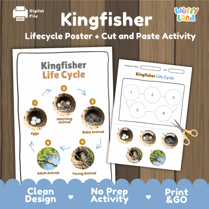 Kingfisher Life Cycle Poster and Cut and Paste Worksheet Activity