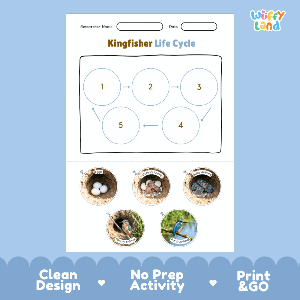 Kingfisher Life Cycle Poster and Cut and Paste Worksheet Activity