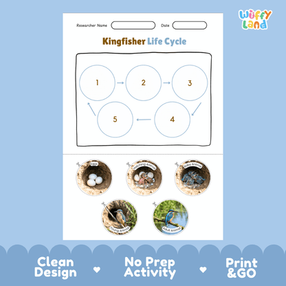 Kingfisher Life Cycle Poster and Cut and Paste Worksheet Activity