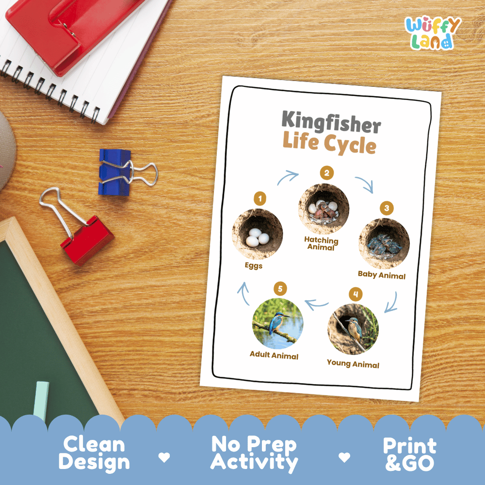Kingfisher Life Cycle Poster and Cut and Paste Worksheet Activity
