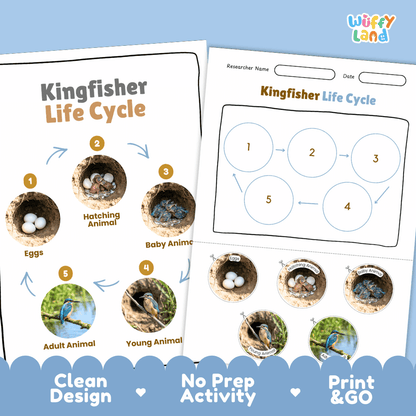 Kingfisher Life Cycle Poster and Cut and Paste Worksheet Activity