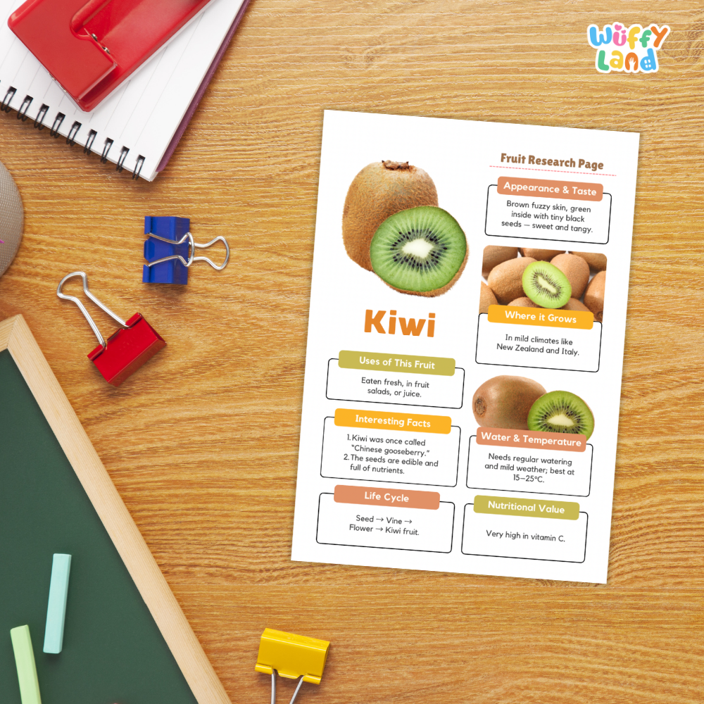 Kiwi Fruit Research Page Worksheets and Fact Sheet
