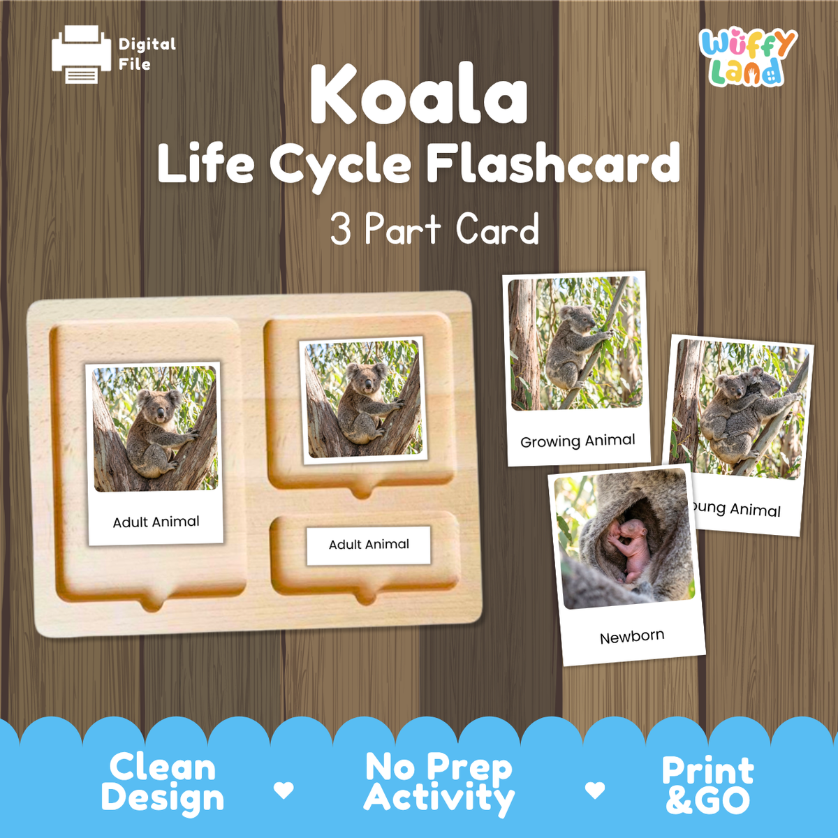 Koala Life Cycle Flashcard set by Wiffy Land, featuring a 3-part wooden card tray with photos of koalas at different life stages (adult, growing, newborn) on a wood-grain background.