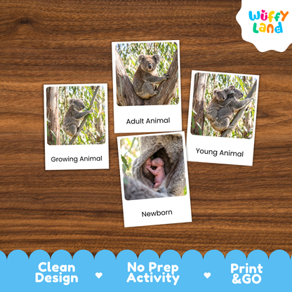 Four koala-themed activity cards arranged on a wooden surface, with labels reading Growing Animal, Adult Animal, Young Animal, and Newborn. The cards show koalas in tree branches and a newborn koala.