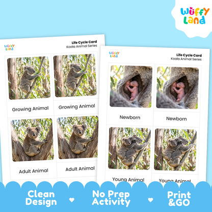 Two printable koala life cycle cards shown on a light blue background with promotional text. The cards feature labeled photos of koalas in different life stages: growing animal, newborn, adult animal, and young animal.
