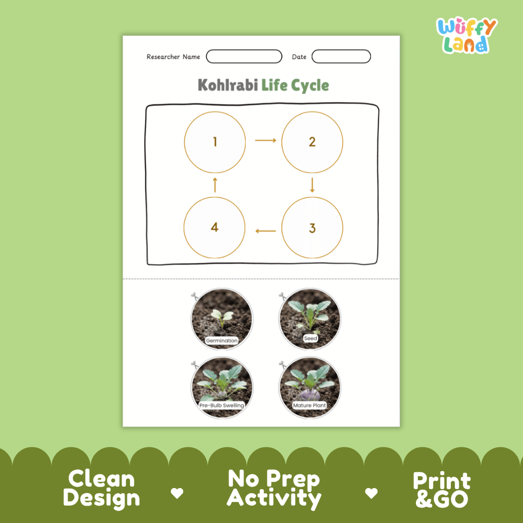 Educational reference poster showing four realistic photo stages of a kohlrabi life cycle including germination, seed, pre-bulb swelling, and mature plant