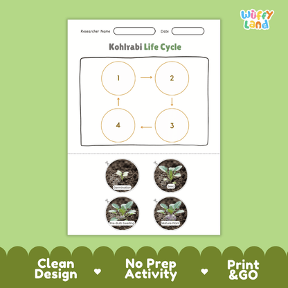 Educational reference poster showing four realistic photo stages of a kohlrabi life cycle including germination, seed, pre-bulb swelling, and mature plant