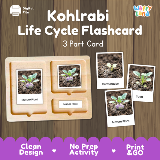 Kohlrabi Life Cycle Flashcard set by Wiffy Land, featuring a 3-part wooden card tray and four sample flashcards showing seed, germination, and mature plant stages, displayed on a wood-grain background with promotional text.