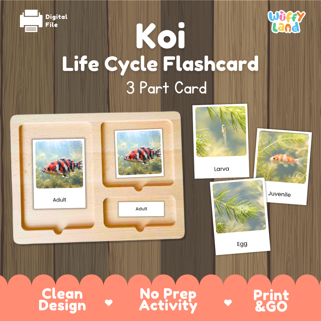 Koi Life Cycle Flashcards 3 Part Cards Montessori Science Printable