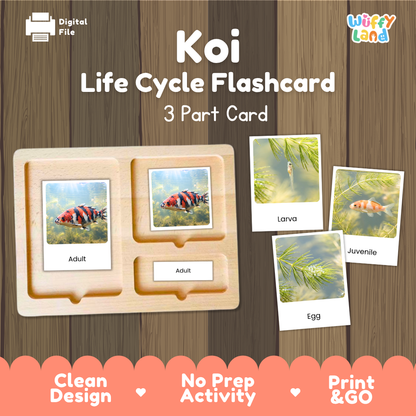 Koi Life Cycle Flashcards 3 Part Cards Montessori Science Printable