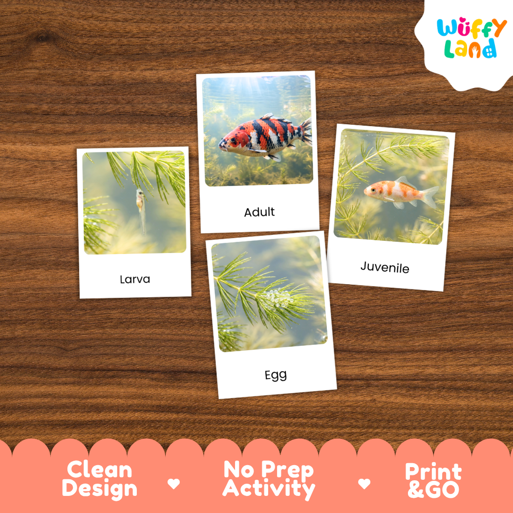 Four educational fish life-cycle cards labeled 'Larva', 'Egg', 'Adult', and 'Juvenile' arranged on a brown wood background, with the brand 'Wuffy Land' in the top right and marketing text 'Clean Design', 'No Prep Activity', and 'Print & GO' along the bottom.