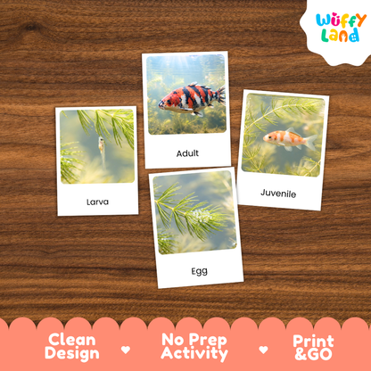 Four educational fish life-cycle cards labeled 'Larva', 'Egg', 'Adult', and 'Juvenile' arranged on a brown wood background, with the brand 'Wuffy Land' in the top right and marketing text 'Clean Design', 'No Prep Activity', and 'Print & GO' along the bottom.