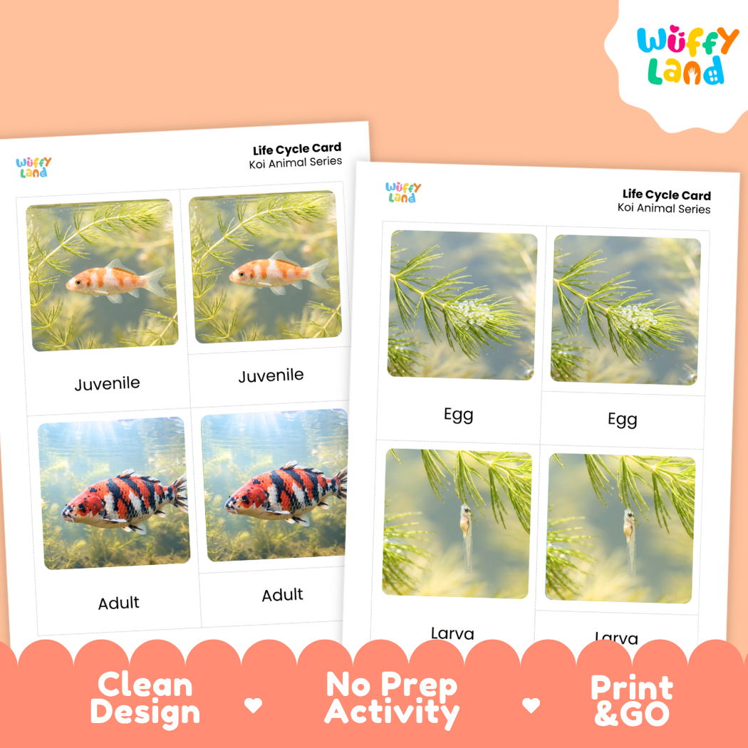 Koi Life Cycle Flashcards 3 Part Cards Montessori Science Printable