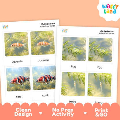 Koi Life Cycle Flashcards 3 Part Cards Montessori Science Printable