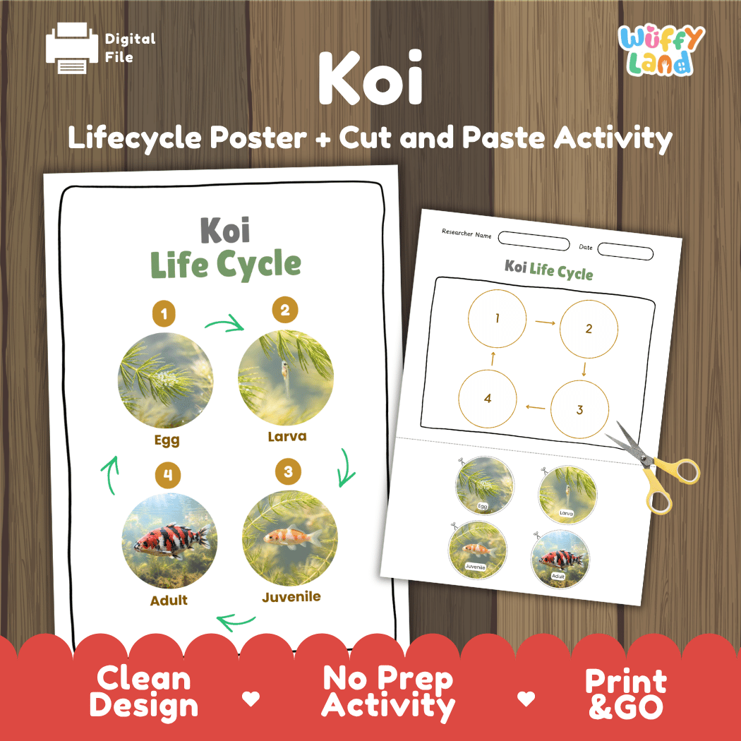 Koi Life Cycle Poster and Cut and Paste Activity Worksheet