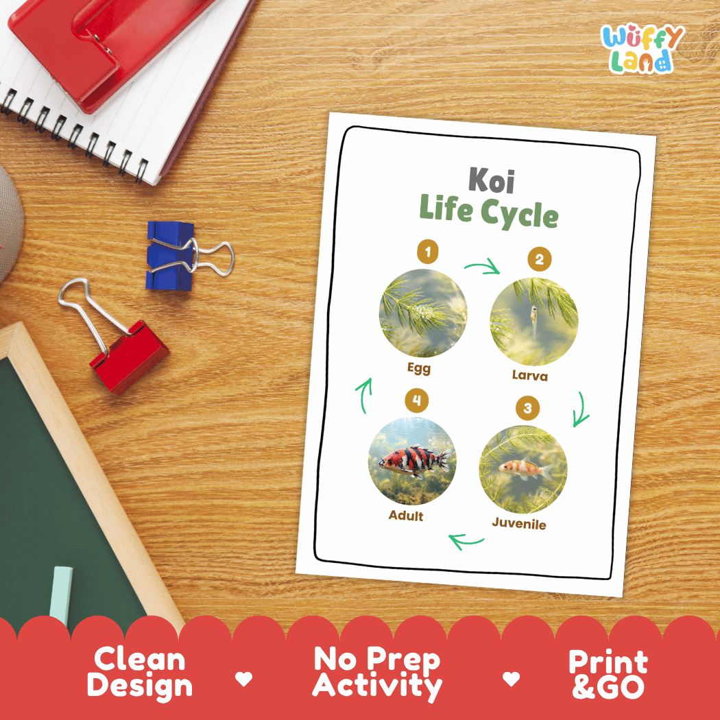 Koi Life Cycle Poster and Cut and Paste Activity Worksheet