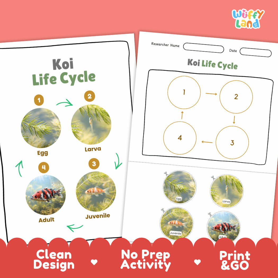 Koi Life Cycle Poster and Cut and Paste Activity Worksheet