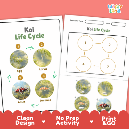 Koi Life Cycle Poster and Cut and Paste Activity Worksheet