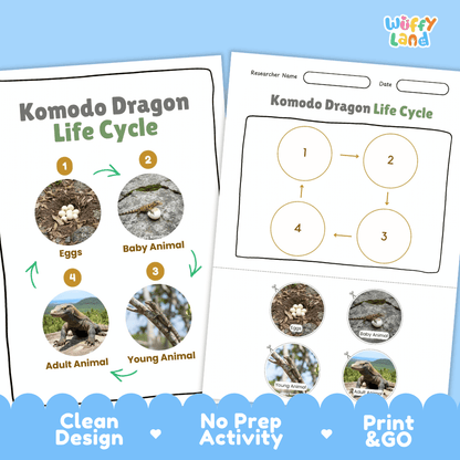 Komodo Dragon Lifecycle Poster and Cut and Paste Activity Worksheets | Reptile Science Printables