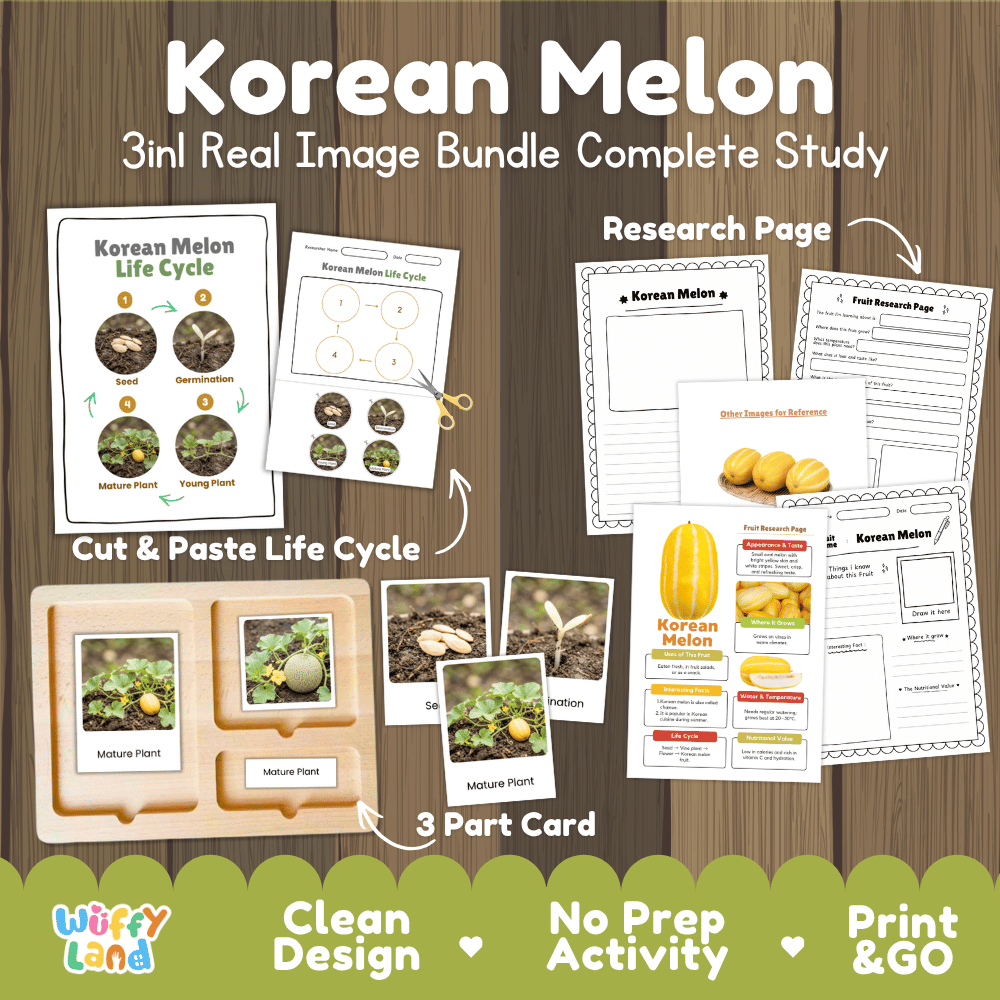 Korean melon life cycle 3in1 real image bundle complete study overview featuring cut and paste worksheets, Montessori 3-part cards, and research pages from Wuffy Land 🍈🌱