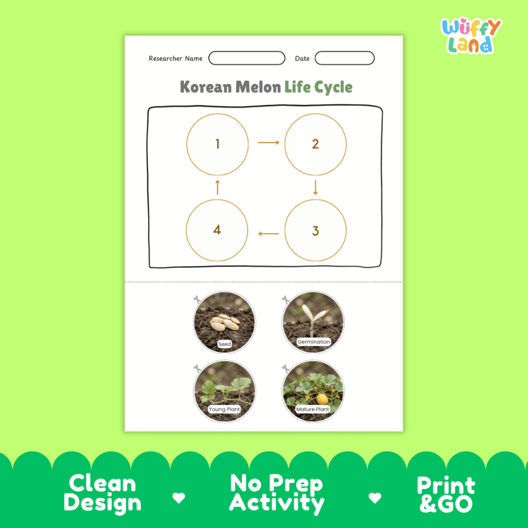 Educational reference chart poster showing the 4 stages of the Korean melon life cycle from seed and germination to young seedling and mature vine