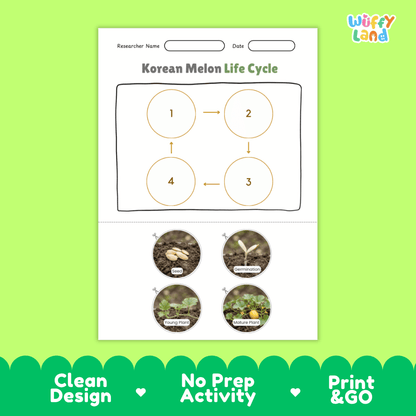 Educational reference chart poster showing the 4 stages of the Korean melon life cycle from seed and germination to young seedling and mature vine