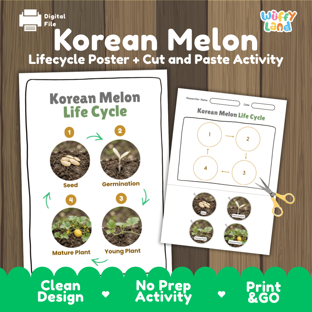 Korean melon chamoe plant life cycle educational poster and cut and paste printable sequencing activity featuring real photos for elementary science