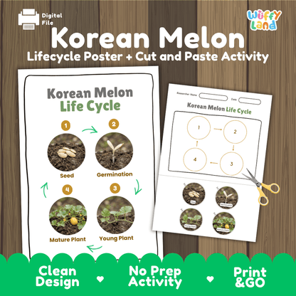 Korean melon chamoe plant life cycle educational poster and cut and paste printable sequencing activity featuring real photos for elementary science