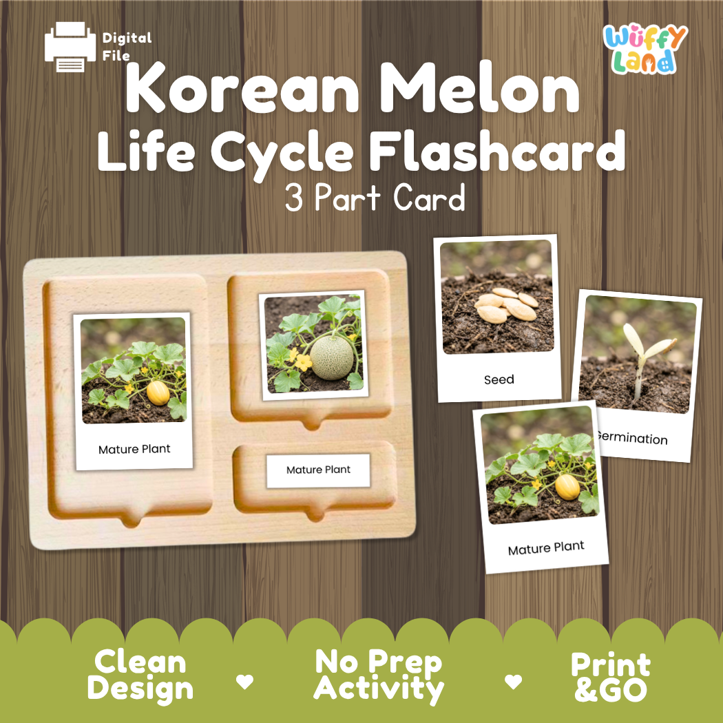 Korean Melon Life Cycle Flashcard set by Wiffy Land, featuring a 3-part wooden card tray with photos of seed, sprouting, and mature plant stages, shown on a wood-grain background with promotional text.