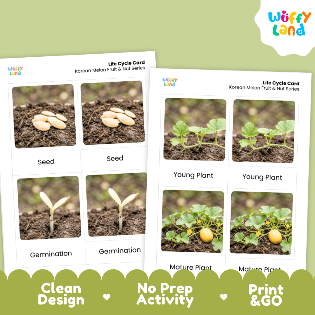 Two printed educational cards titled 'Life Cycle Card' for Korean melon fruit and nut series, shown on a light green background with a white cloud logo reading 'Wuffi Land' and a dark green banner at the bottom with text 'Clean Design', 'No Prep Activity', and 'Print & GO'. The cards show labeled photos of seeds, germination, young plant, and mature plant.