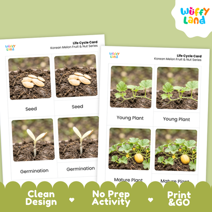 Two printed educational cards titled 'Life Cycle Card' for Korean melon fruit and nut series, shown on a light green background with a white cloud logo reading 'Wuffi Land' and a dark green banner at the bottom with text 'Clean Design', 'No Prep Activity', and 'Print & GO'. The cards show labeled photos of seeds, germination, young plant, and mature plant.
