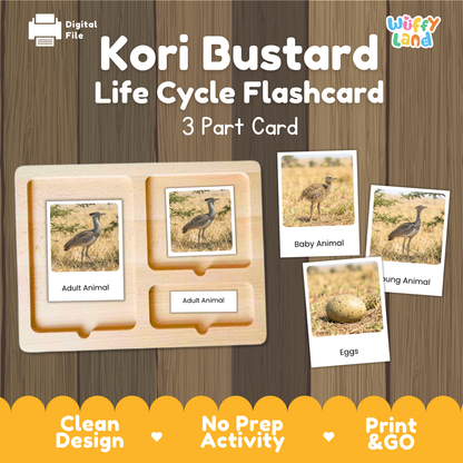 Kori Bustard Life Cycle Flashcard 3 Part Card Worksheets