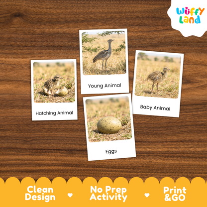 Kori Bustard Life Cycle Flashcard 3 Part Card Worksheets