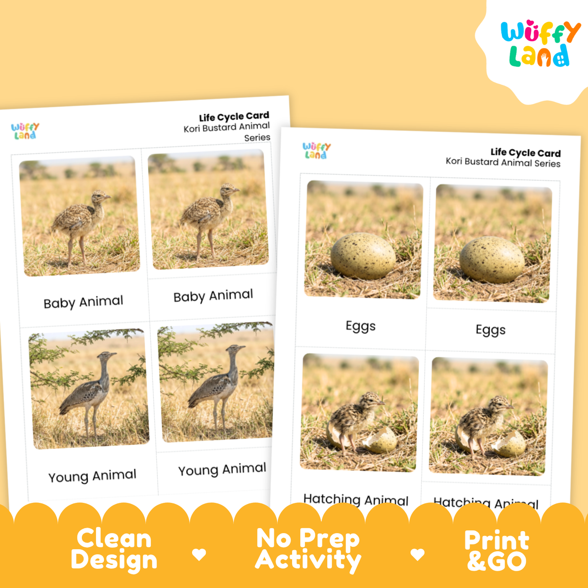 Kori Bustard Life Cycle Flashcard 3 Part Card Worksheets