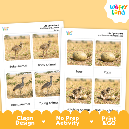Kori Bustard Life Cycle Flashcard 3 Part Card Worksheets