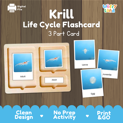 Krill Life Cycle Flashcard set by Wiffy Land, featuring a wooden 3-part card tray with labeled sections for Adult, Larva, and Egg, alongside three separate card images showing the krill stages. The background is a wood plank texture with promotional text at the bottom.