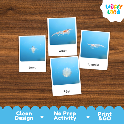 Four educational animal cards showing a shrimp life cycle labeled 'Larva,' 'Adult,' 'Juvenile,' and 'Egg,' arranged on a brown wood background. A 'Wuffy Land' logo appears in the top right, and a blue banner at the bottom reads 'Clean Design,' 'No Prep Activity,' and 'Print & GO.