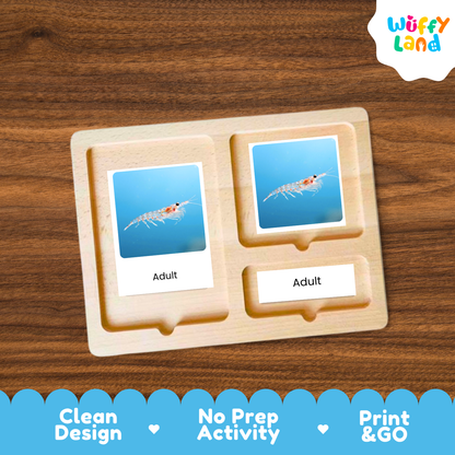 A wooden two-compartment activity tray from Wuffy Land, featuring two photo slots with adult shrimp cards and one text slot labeled 'Adult'. The tray is displayed on a dark wood background with a blue promotional banner at the bottom highlighting key features.
